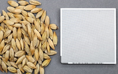 Barley sample and DNA testing chip